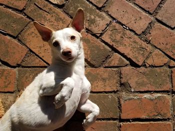 Close-up portrait of dog