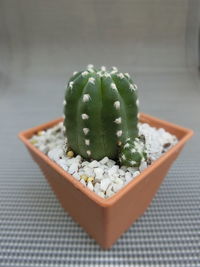 High angle view of succulent plant on table