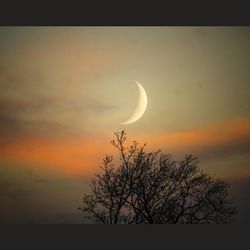 Silhouette tree against sky at night