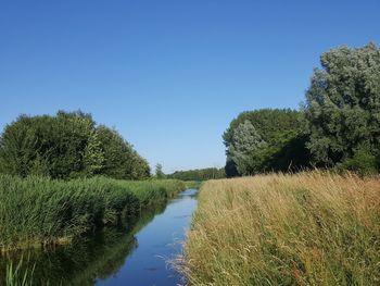 Scenic view of trees against clear blue sky