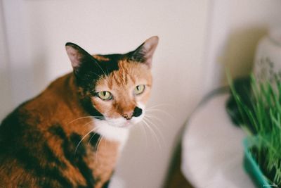 Close-up portrait of a cat at home