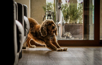 Dog sitting on window at home