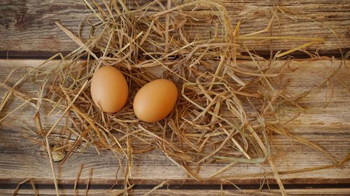 High angle view of eggs in nest