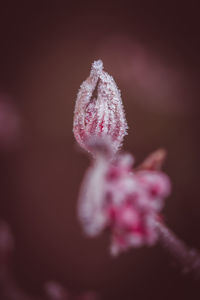 Close-up of frozen pink flower