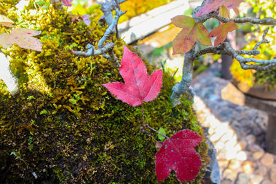 Close-up of autumn leaves on branch