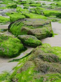 Moss growing on rocks