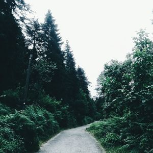 Trees along road