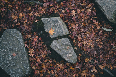 High angle view of fallen leaves floating on water