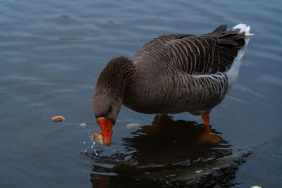 Duck swimming in lake