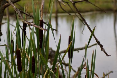 Close-up of plants growing in lake