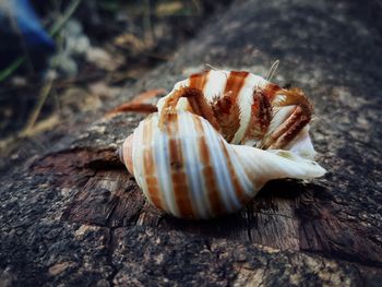 Close-up of shell on rock