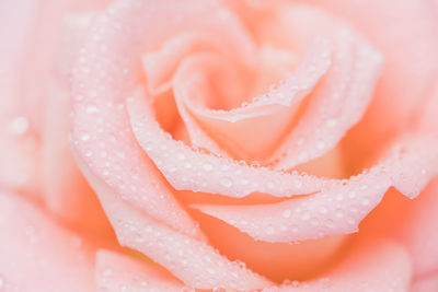 Close-up of wet rose