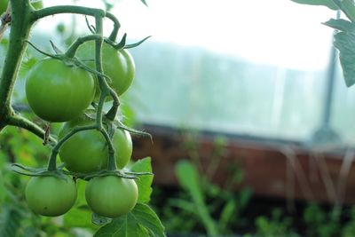 Close-up of tomatoes
