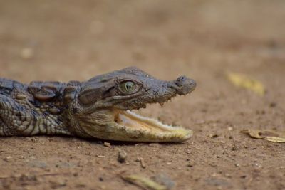 Close-up of lizard on sand