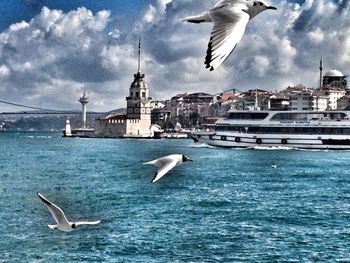 Seagull flying over city
