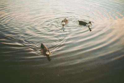 High angle view of duck swimming in lake