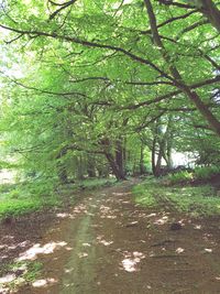 Trees in forest