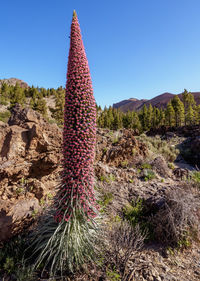 Close-up of succulent plant on field against clear sky