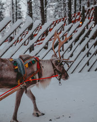 Reindeer standing on snow covered land