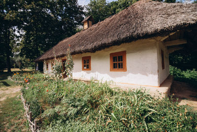 Plants growing outside house