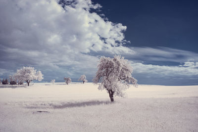 Trees on field against sky during winter
