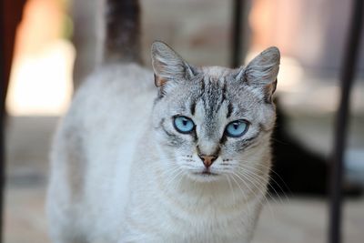 Close-up portrait of tabby cat