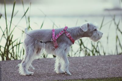 Close-up of dog