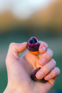 Close-up of hand holding fruit