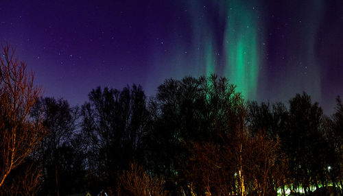 Low angle view of trees against sky at night