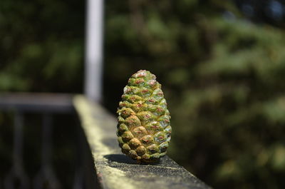 Close-up of green pine cone on railing