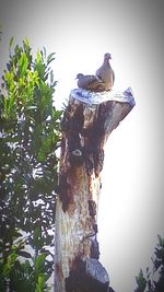 Low angle view of bird perching on tree