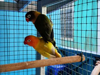 Close-up of parrot in cage