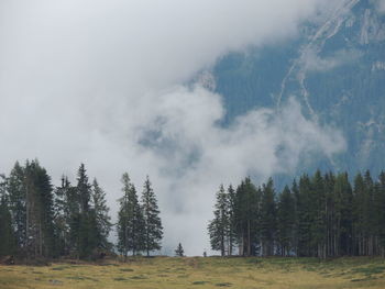 Panoramic view of pine trees in forest against sky