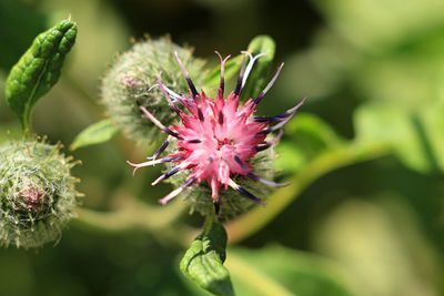 Close-up of pink flower