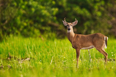 Deer standing on field