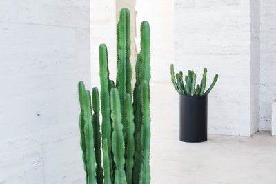 Close-up of succulent plant on table