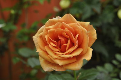 Close-up of orange rose blooming outdoors