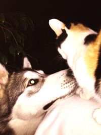 Close-up of cat