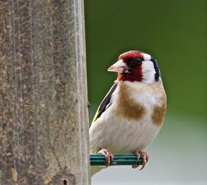 Close-up of european goldfinch perching on bird feeder