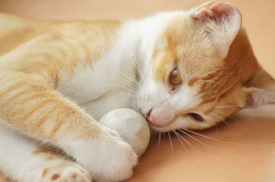 Close-up of cat sleeping