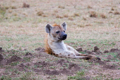 A spotted hyena wallows in a mud pit in the summer in the maasai mara