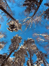 Low angle view of trees against blue sky