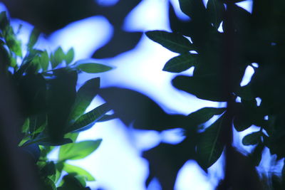 Close-up of plants at night