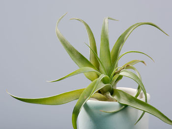 Close-up of plant against white background