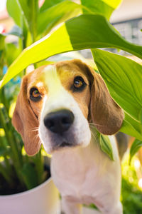 Close-up portrait of a dog