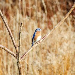 Eastern bluebird in maine