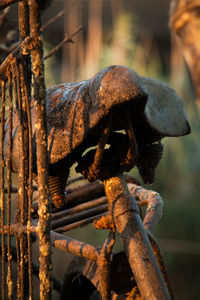 Close-up of rusty chain