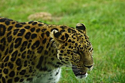 Close-up of an amur leopard