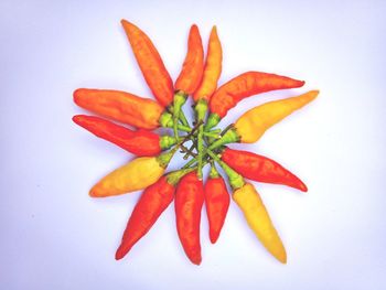 High angle view of orange flower against white background