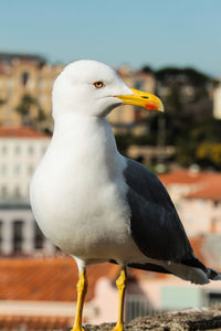 Close-up of seagull perching outdoors